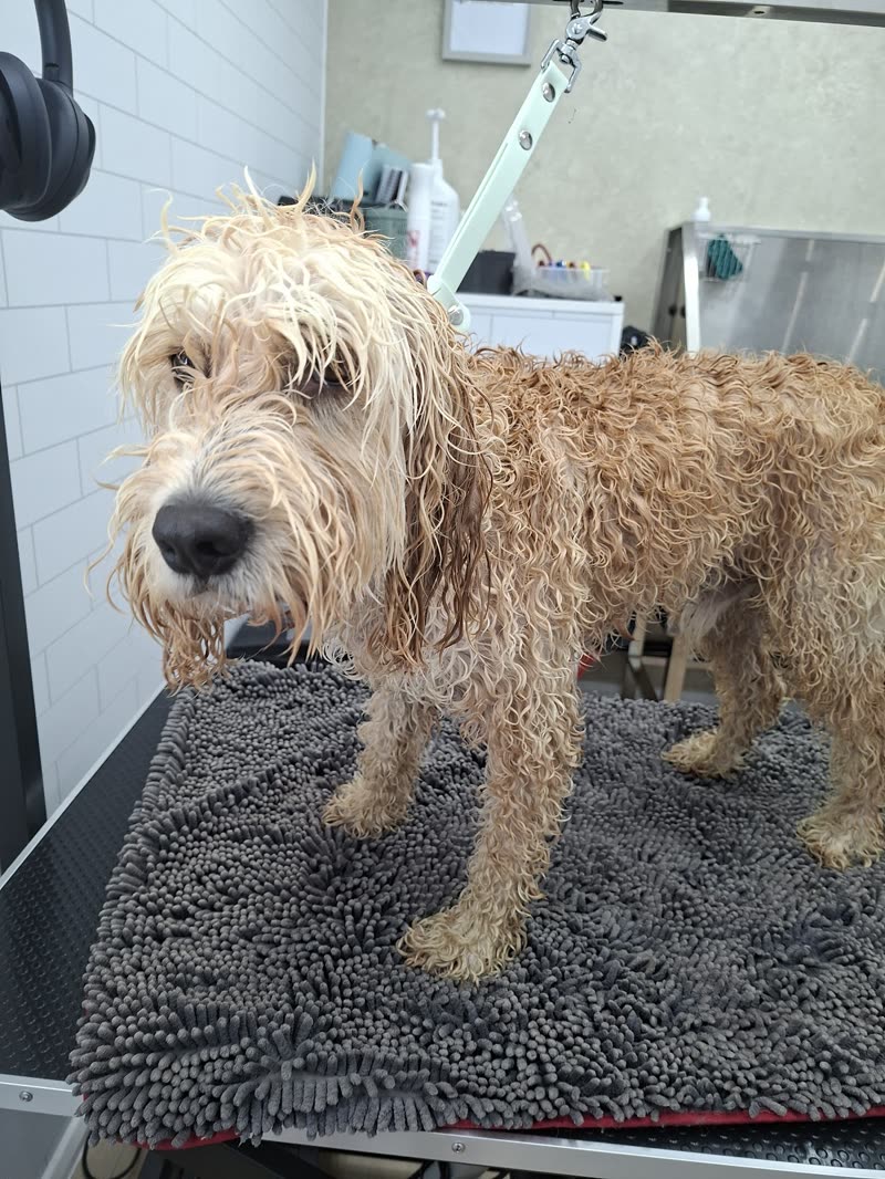 A wet apricot doodle standing on a towel on the grooming table mid-wash