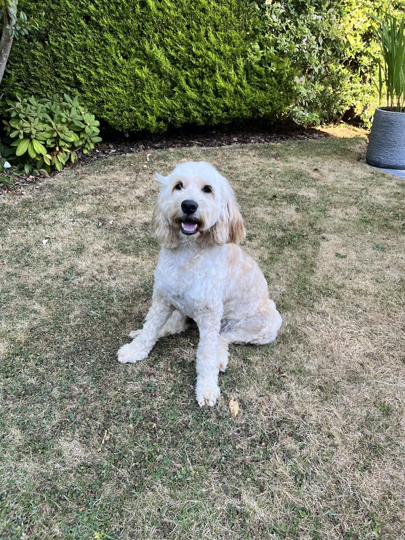 A freshly groomed cream cockapoo sitting on a lawn, smiling at the camera